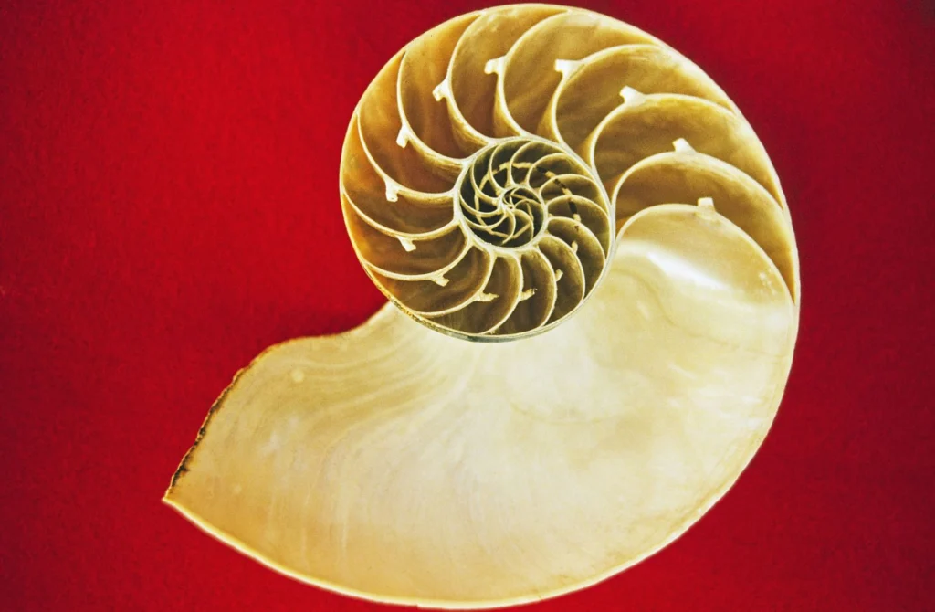 Institute for Educational Advancement - Connecting bright minds; nurturing intellectual and personal growth