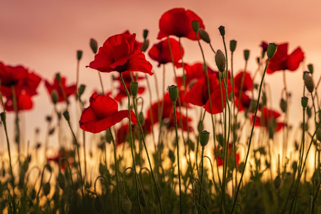 A field of poppies during sunset